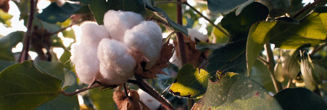 A Matter Of Fabrics: Organic Cotton
